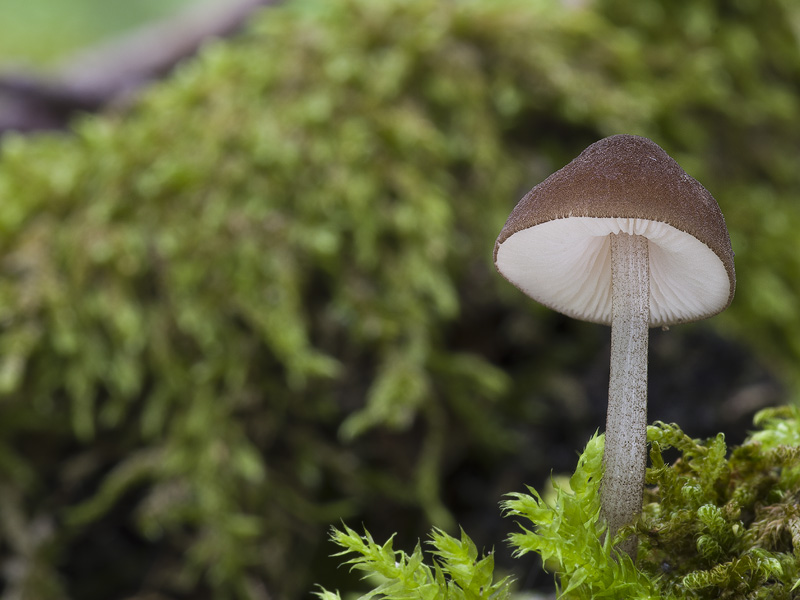 Pluteus podospileus